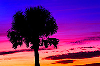 Palm Tree at Sunset